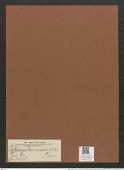 Tetracyclus rupestris (A. Br.) Grun. (de-Toni-Nr.: Genus 90, Species 3008) Zeichnungen Sammlung Grunow Mappe 03193 (Herbarium_W_Grunow_drawings_Folder_03193)